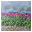 Zoek naar hollands tegels Tulpen