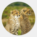 Zoek naar jachtluipaarden stickers Grote kat