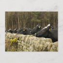 Recherche de agricole cartes postales Vaches