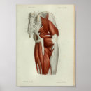 Recherche de muscle humain posters Anatomie