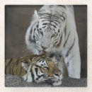 Recherche de tigre blanc dessous de verres Animal