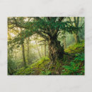 Recherche de vieux bois cartes postales Vert