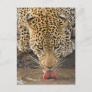 Recherche de parc national de kruger cartes postales Afrique du sud