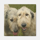 Recherche de chien loup magnets Amoureux des chiens