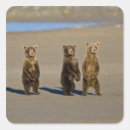 Recherche de ralph autocollants Faune