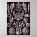 Recherche de copie de nature posters Poissons