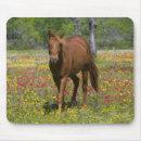 Recherche de cheval quart tapis souris Darrell gulin