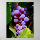 Recherche de concorde posters Raisins