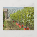 Recherche de cuve cartes postales Vin