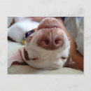 Recherche de chiot pitbull cartes postales Terrier