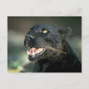 Recherche de léopard noir cartes postales Faune