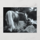 Recherche de cheval mystique cartes postales Pâturage