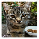 Recherche de contact visuel Animal