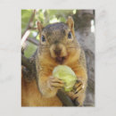 Zoek naar eekhoorns briefkaarten Boom