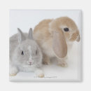 Recherche de douceur magnets Mignon
