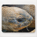 Recherche de géant tapis souris Sauvage