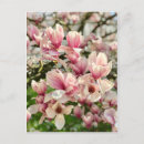 Recherche de rosa cartes postales Blüte