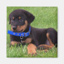 Zoek naar puppy fotografie Grappig