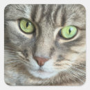 Recherche de yeux verts de chat autocollants Animal