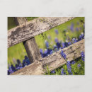 Recherche de carte texas cartes postales Floral