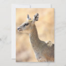 Recherche de sud africain vœux cartes Faune