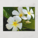 Zoek naar plumeria briefkaarten Hawaii