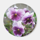 Recherche de pensée pourpre Fleur