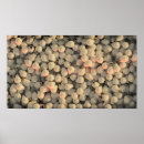 Recherche de ampoule posters Rose