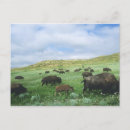 Recherche de prairies cartes postales Parc national