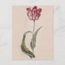 Zoek naar tulip briefkaarten Tulpen