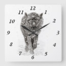 Recherche de loups horloges Faune