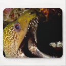 Recherche de maldives tapis souris Océan indien