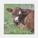 Recherche de veau magnets Photographie