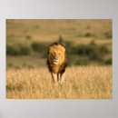 Zoek naar mannelijke leeuw posters Wilde dieren