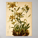 Recherche de edelweiss art Fleurs blanches