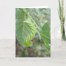 Recherche de worm vœux cartes Pour tous