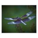 Recherche de de libellule posters Volant