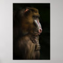 Zoek naar baviaan posters Safari