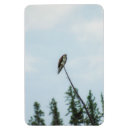 Recherche de pêcheur à magnets Faune