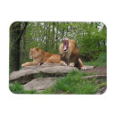 Zoek naar leeuwen magneten Paar