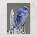Recherche de nest pas français Blue