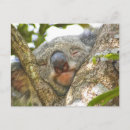 Recherche de ours koala cartes postales Animal