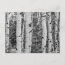 Recherche de bouleaux cartes postales Arbre