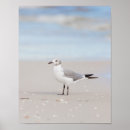 Zoek naar zeemeeuwen posters Vogels