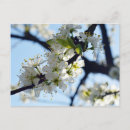 Recherche de fleur prune cartes postales Fleurir