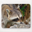 Recherche de racoon tapis souris Nature