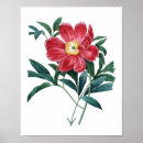 Recherche de pivoine rouge posters Fleur