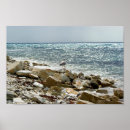 Zoek naar zeemeeuwen posters Water