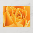 Recherche de pétales de rose cartes postales Floral
