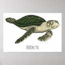 Zoek naar schildpadden posters Zee schildpad